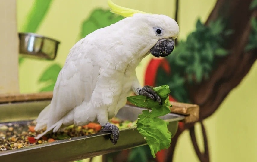 Как подготовить дом к появлению попугая?