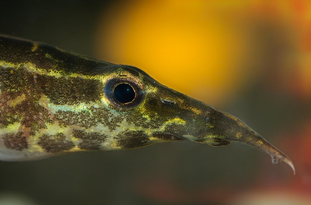 Знакомьтесь, этот нос умеет находить еду даже в полной темноте.