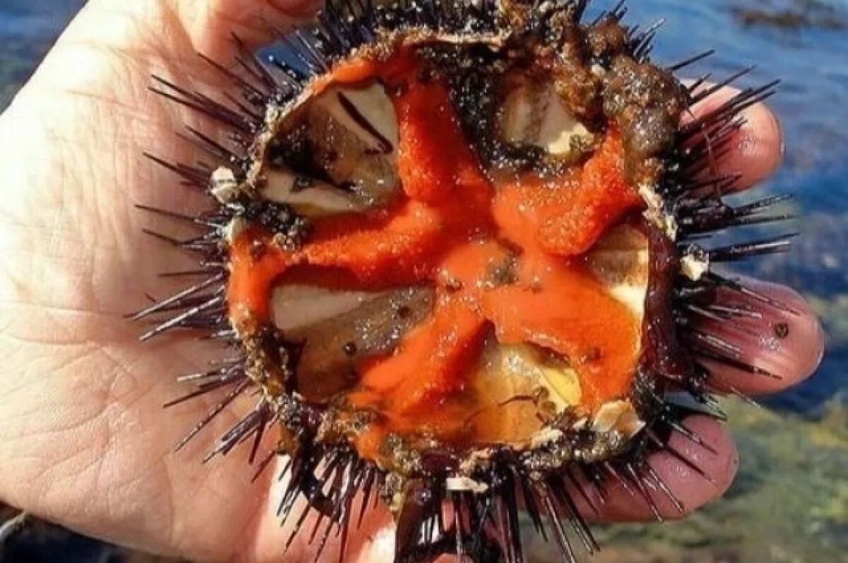    С жителя Сахалина взыскали 36 млн рублей за контрабанду морского ежа