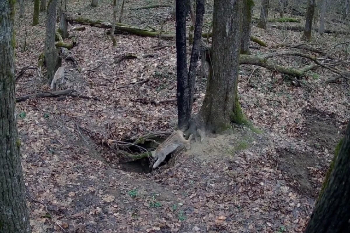    Рысье семейство на пороге собственного дома засняли в калужском лесу