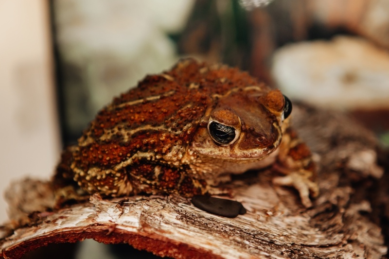 Взгляд, который видел эволюцию: «броня» на голове — визитная карточка вида.