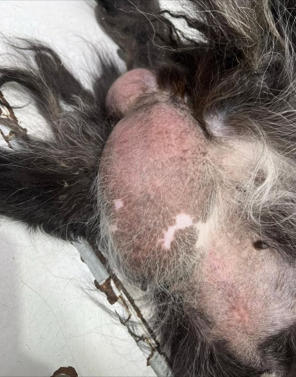 Грыжевой мешок