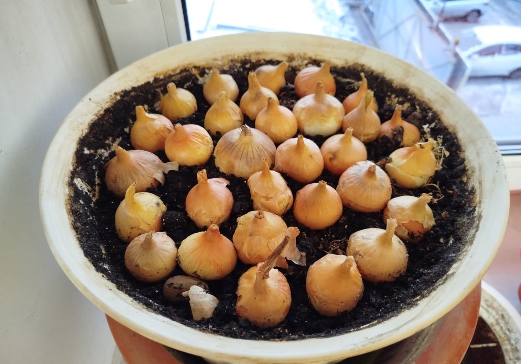  Лук выборок Дедуля