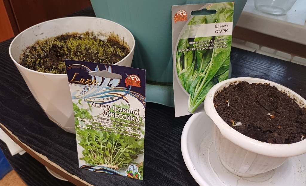  Руккола и шпинат через несколько дней после посадки