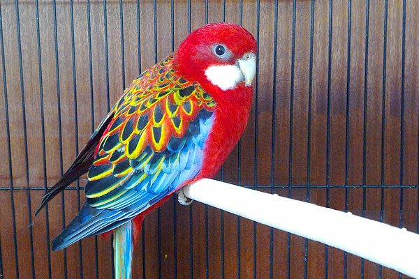 Природа не пожалела красок, создавая это чудо.