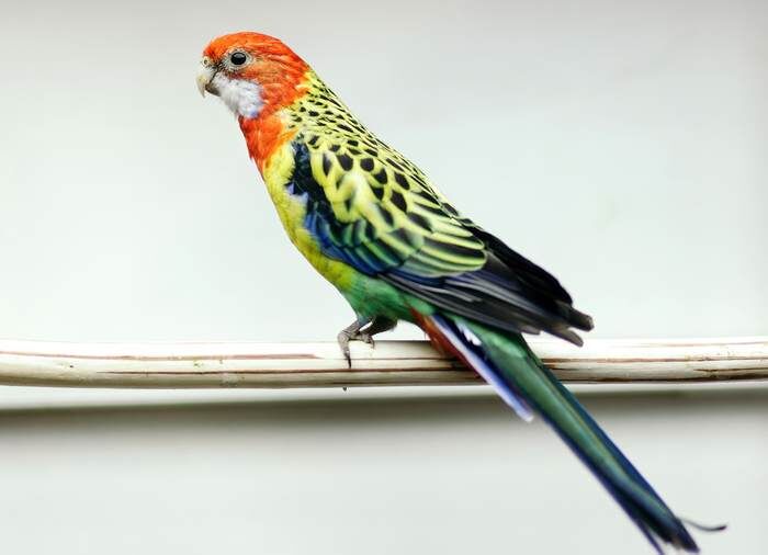 Обыкновенная розелла.