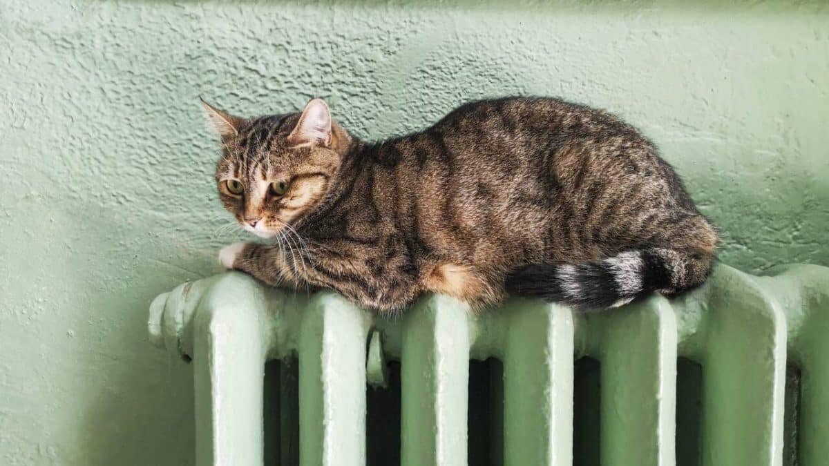    Кот лежит на батарее / © Andrii Zorii, Dreamstime.com