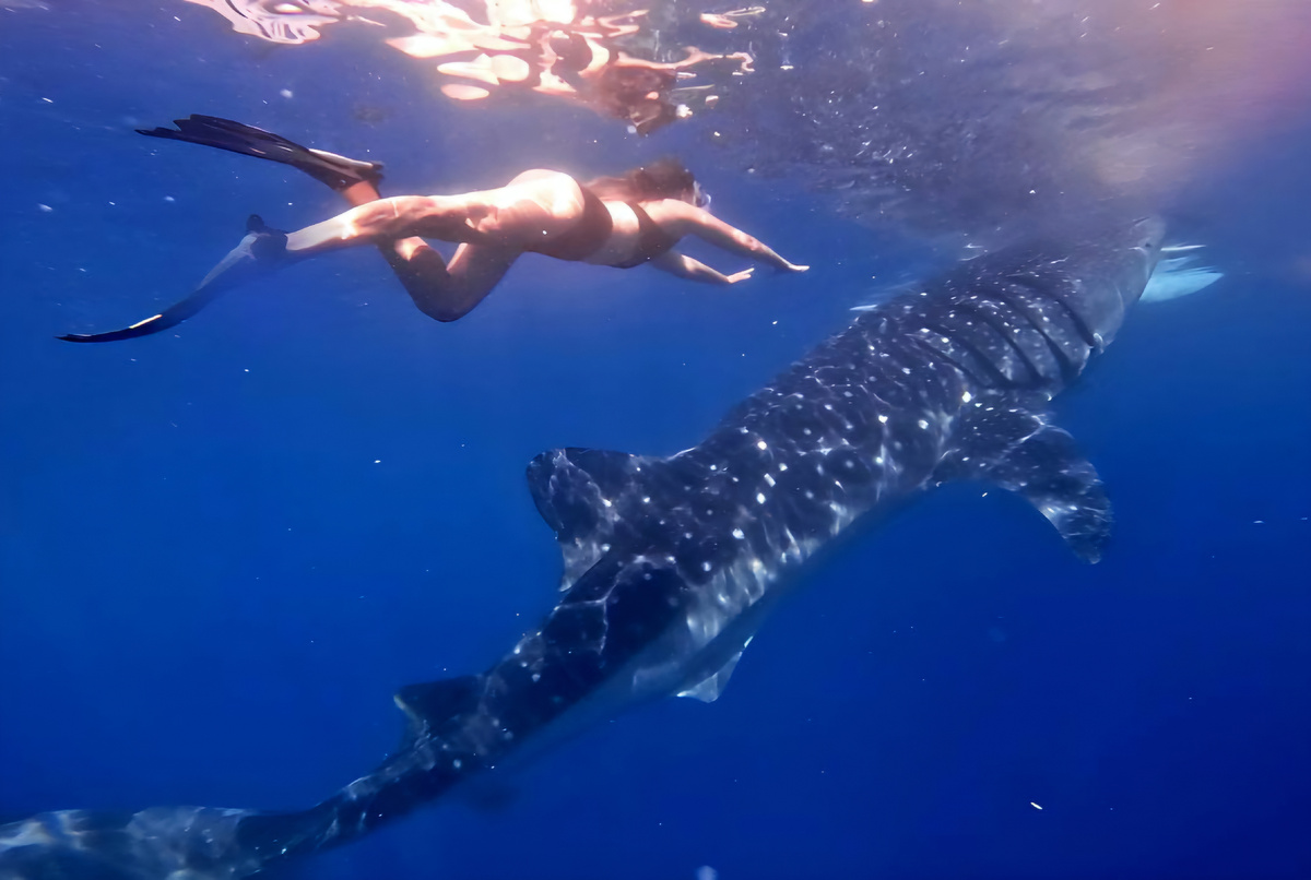 Кадры снорклинга с китовыми акулами 