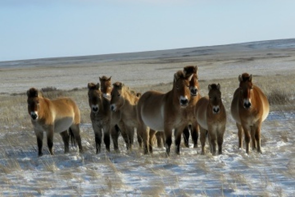    Под окна домика инспекторов в полном составе притоптал табун лошадей Пржевальского. Фото: Дмитрий Немальцев