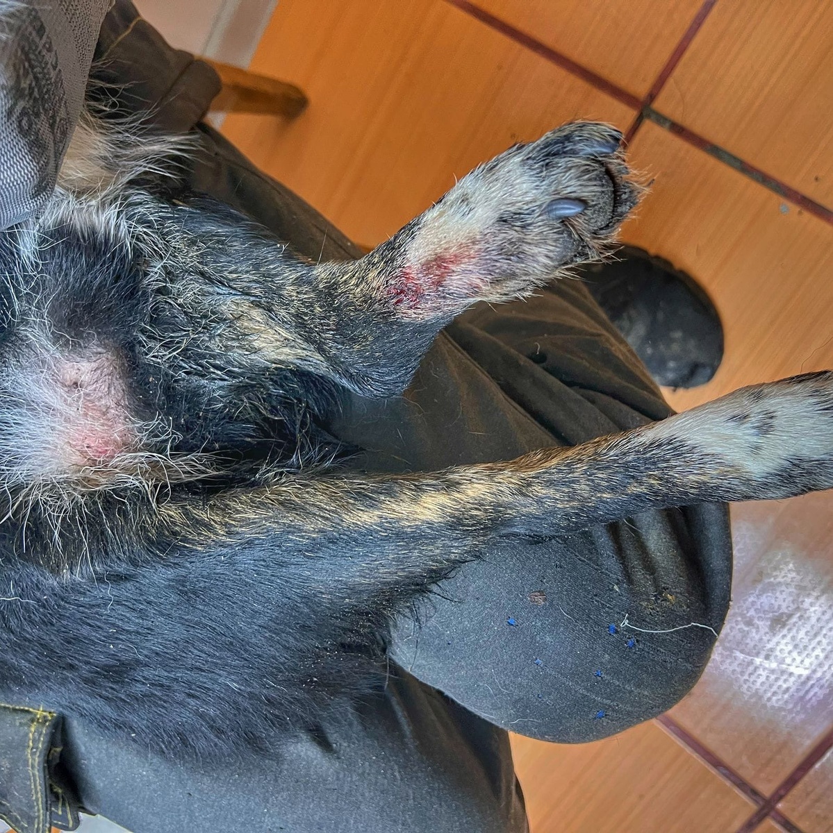 Страшный звонок: в замерзшем котловане, один, умирает пёс... 