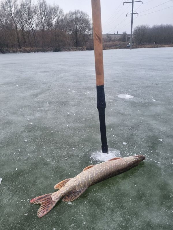    Фото: Воронежская рыболовная ассоциация