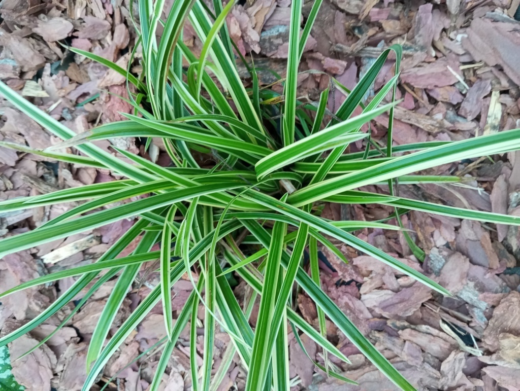  Осока Морроу