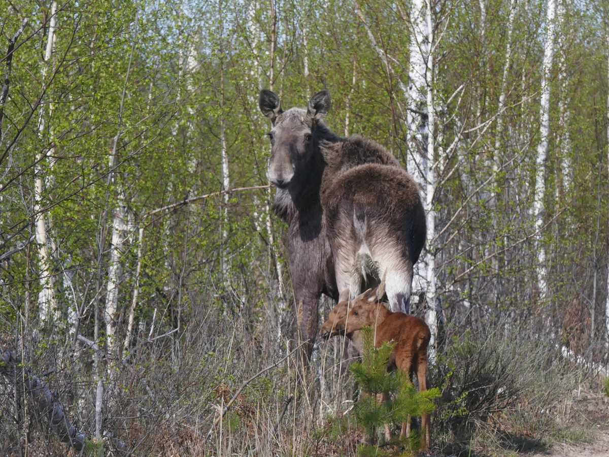 Лосиха с лосёнком. Фото: А.Е. Волков