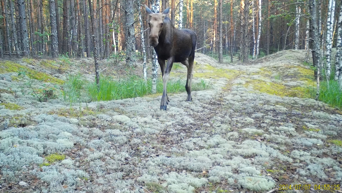 Лосиха. Фото: А.Е. Волков