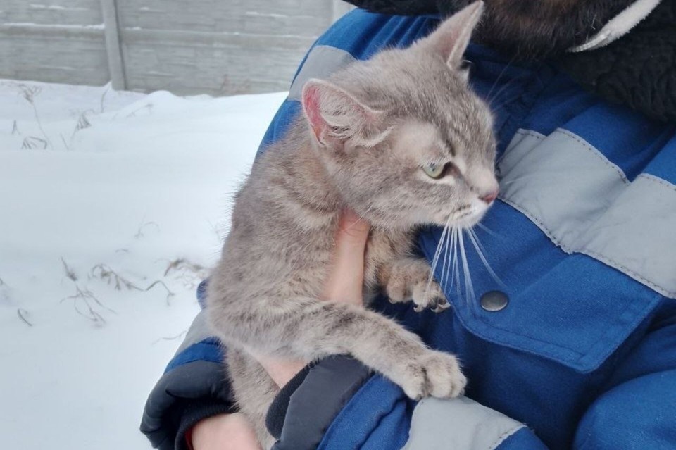    Кошку Симу нашли в одном из мусорных баков в лютые морозы. Фото: пресс-служба "Рифей"