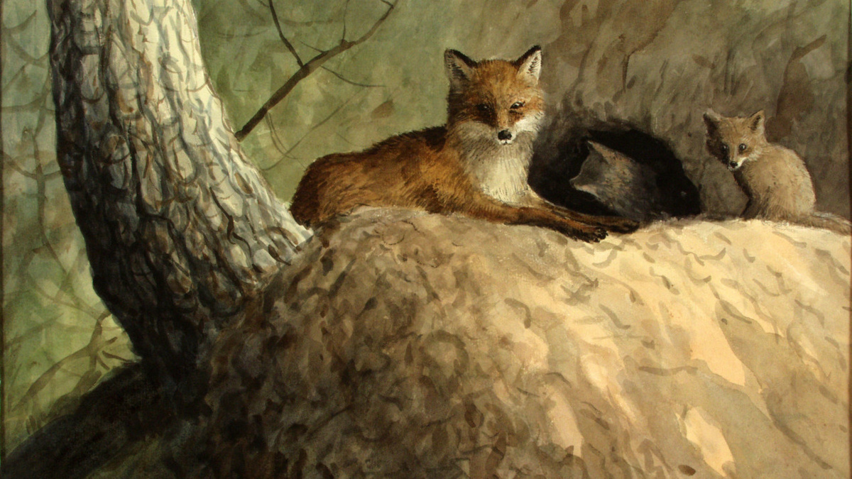А. Н. Формозов. Логово лисицы. Фото: Государственный Дарвиновский музей (Москва)
