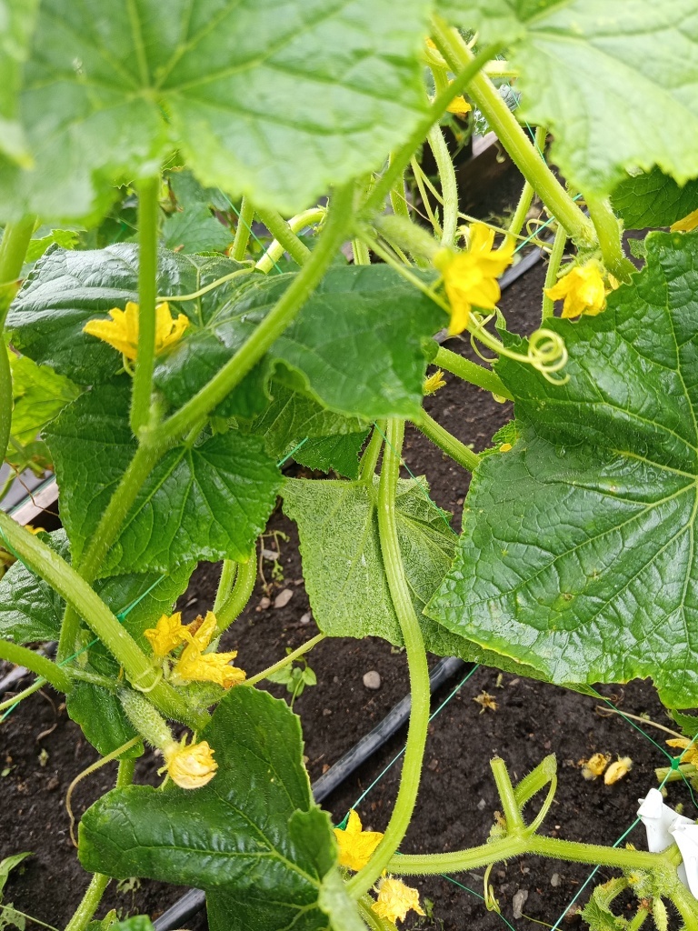  Благодаря женском типу цветения формируется много завязей