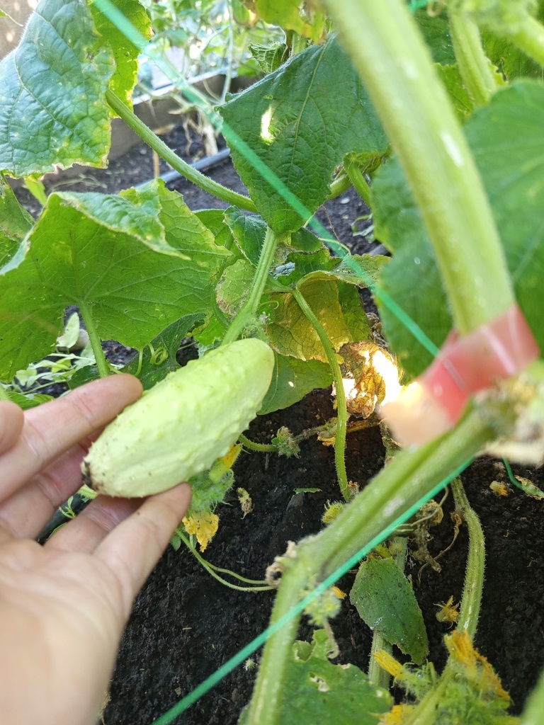  Плоды изменяют окраску по мере роста