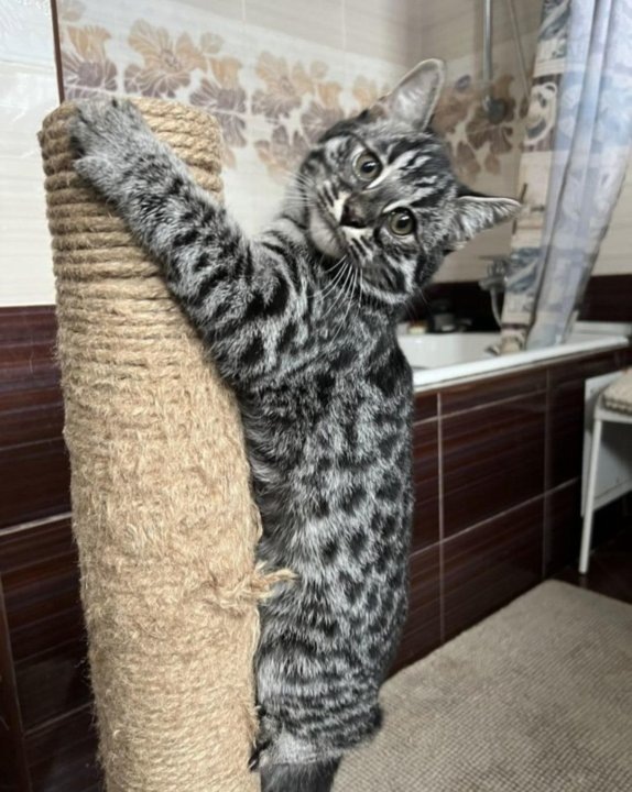 Грация хищника: пятнистая шуба — лучший камуфляж в дикой природе.