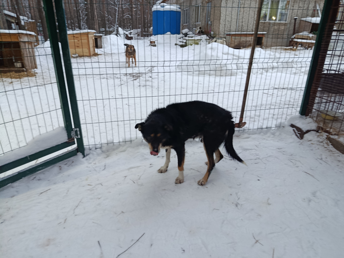 Мухтару 13 лет