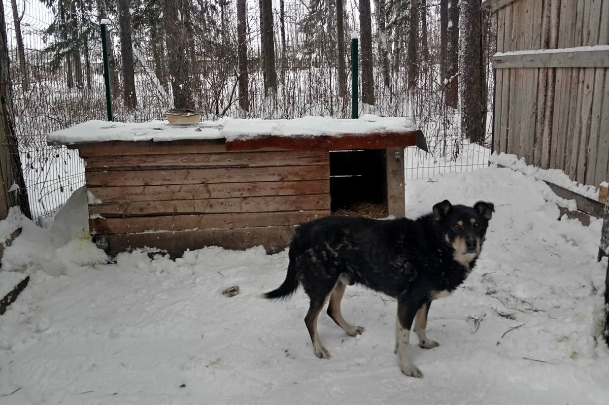 Конечно, не хотелось парня в приют из родных мест забирать, все-таки кормежка регулярная, все знают его там, никто не обижает. 