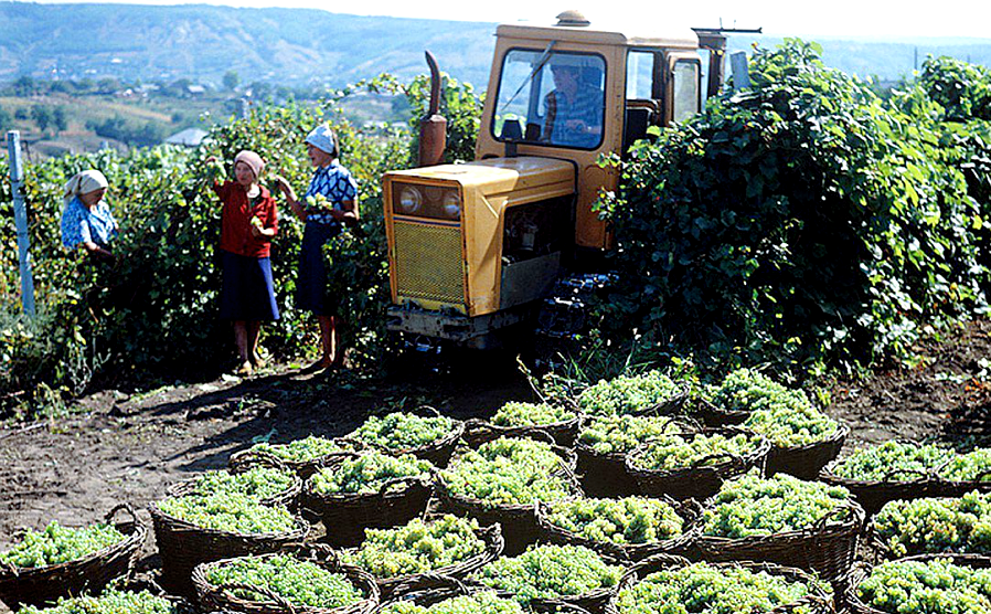 Сбор винограда. Молдавская ССР, 1970-е гг.