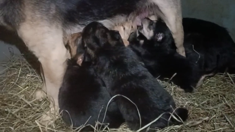 Всё семейство коротколапиков успешно поймано