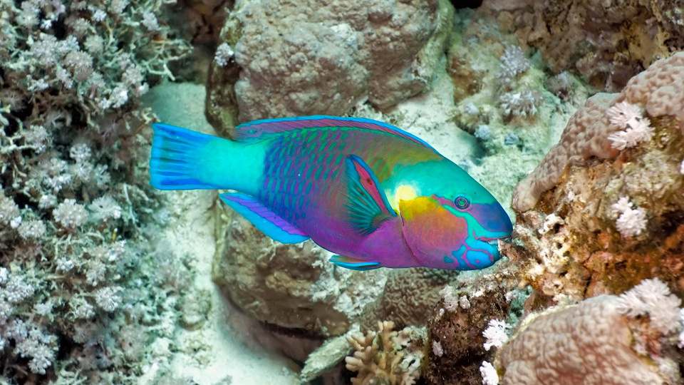 10 рыбок, которые чаще всего встречаются в коралловых рифах Таиланда