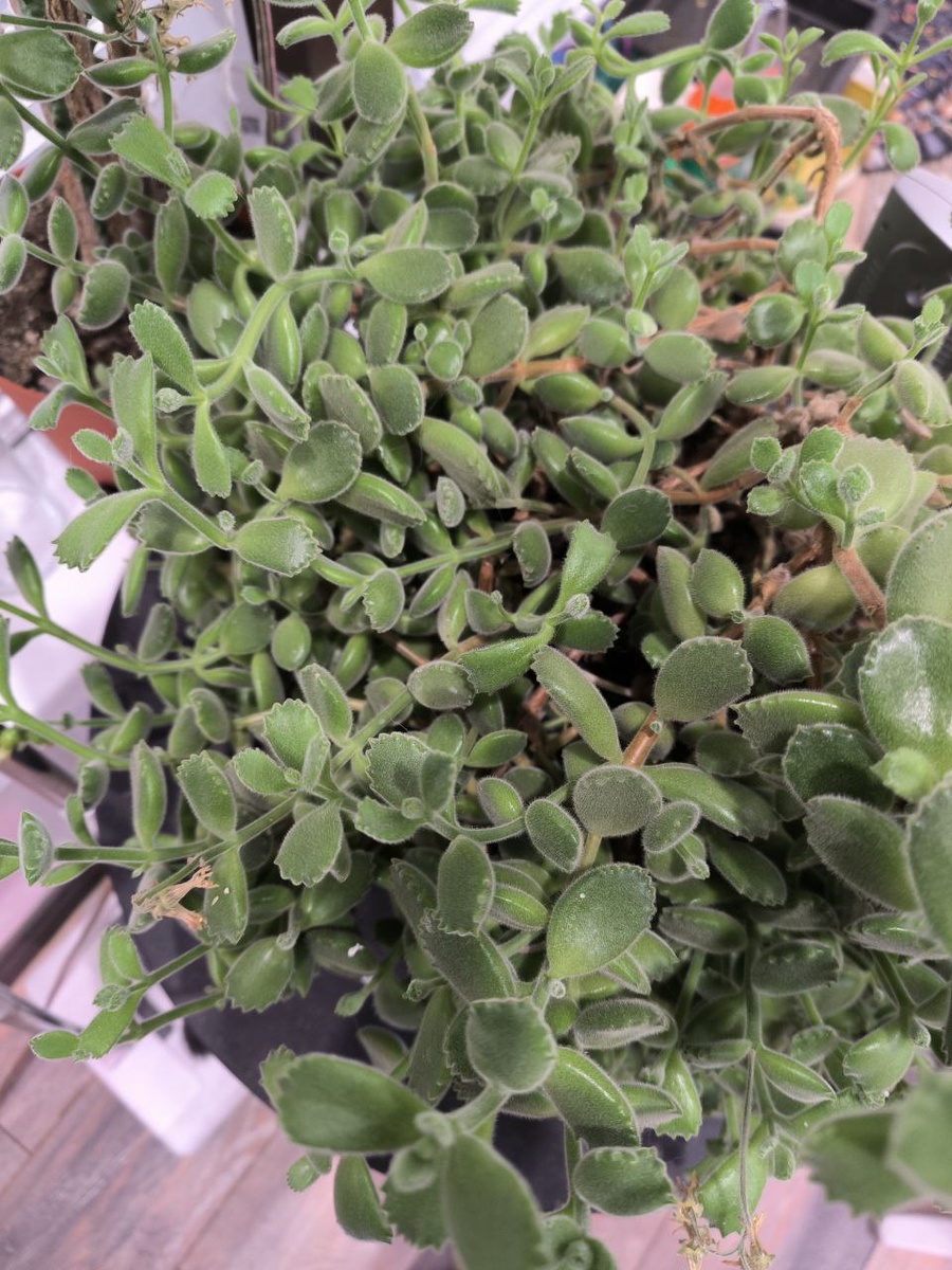 вот так оно разрослось