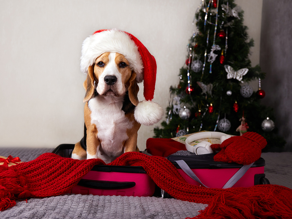    Фото: istockphoto.com/Viktoriya Telminova