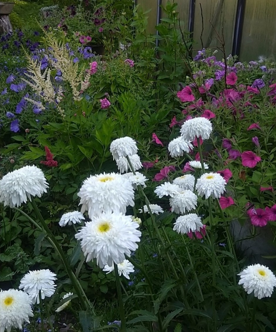 Нивяник Дейзи Крейзи