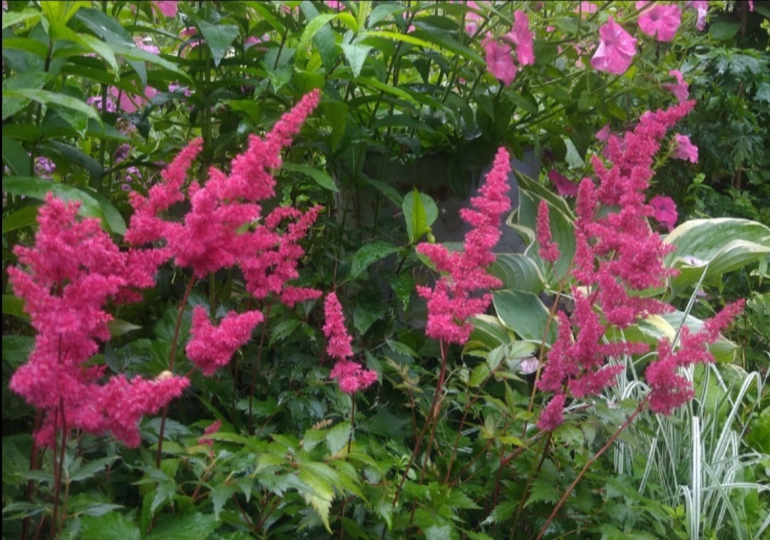 Красная Астильба