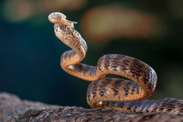 Улиткоед килеватый (Pareas carinatus): полное руководство по содержанию азиатского змея