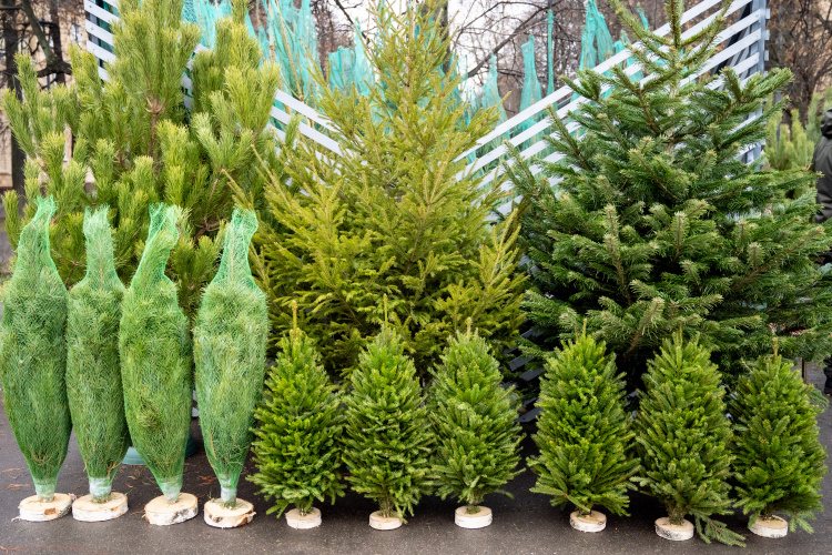    Фото: Юлия Федотова