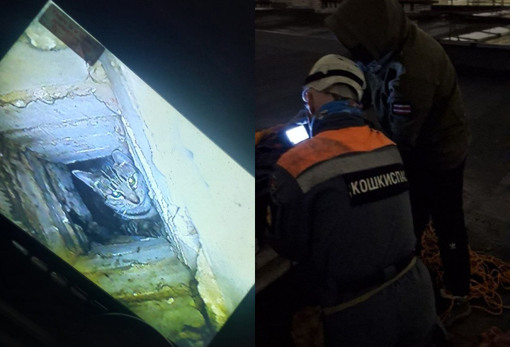 фото: КОШКИСПАС