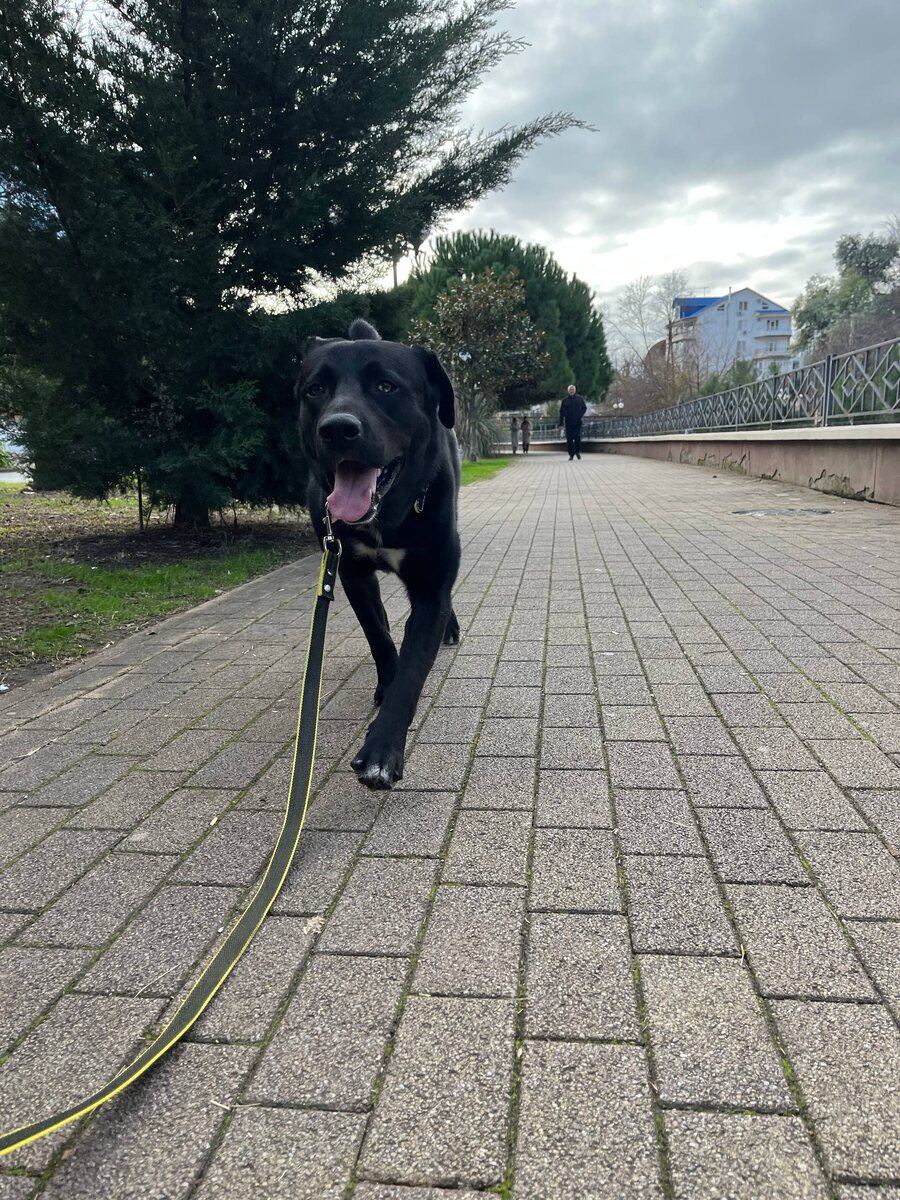 Красиво бежит!