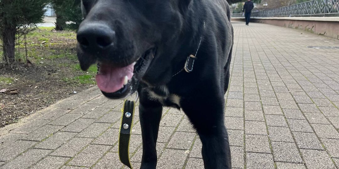 Чтобы пристроить такого, надо писать жалостливо. Чёрный, большой… Но этот пёс не про жалость