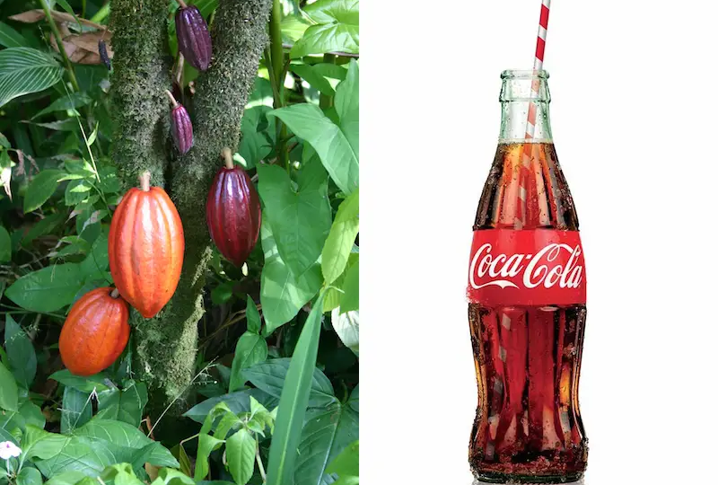 Ошибка на миллион: как какао-боб и косоглазый дизайнер подарили миру бутылку Coca-Cola