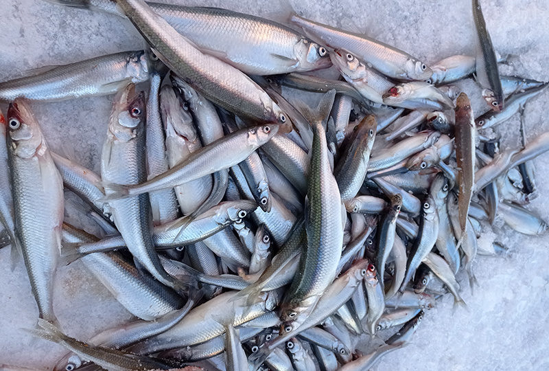 Как правильно подобрать блесну для ловли корюшки. Вес, цвет, оснастка и техника