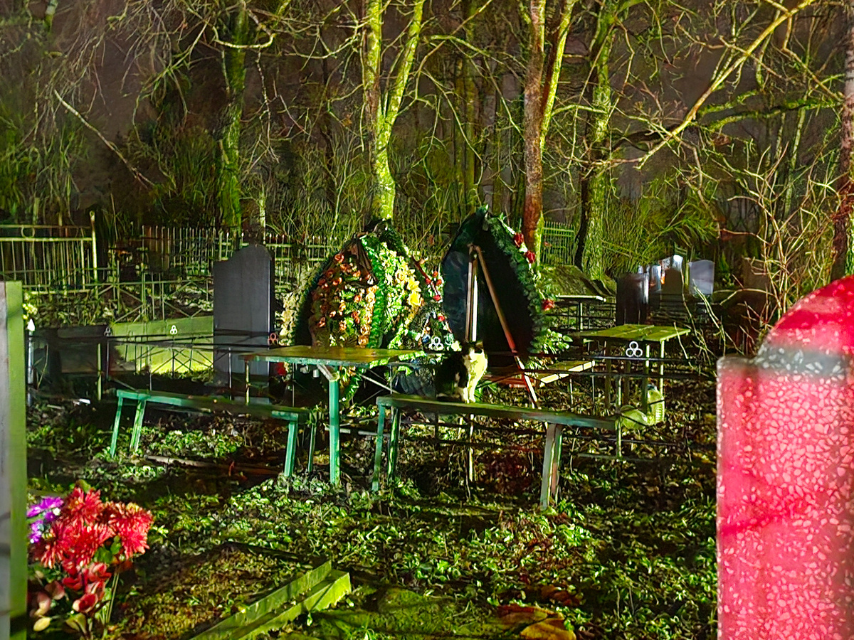 Фото автора. Вот так живут на магилках котики. Добивают свои дни.