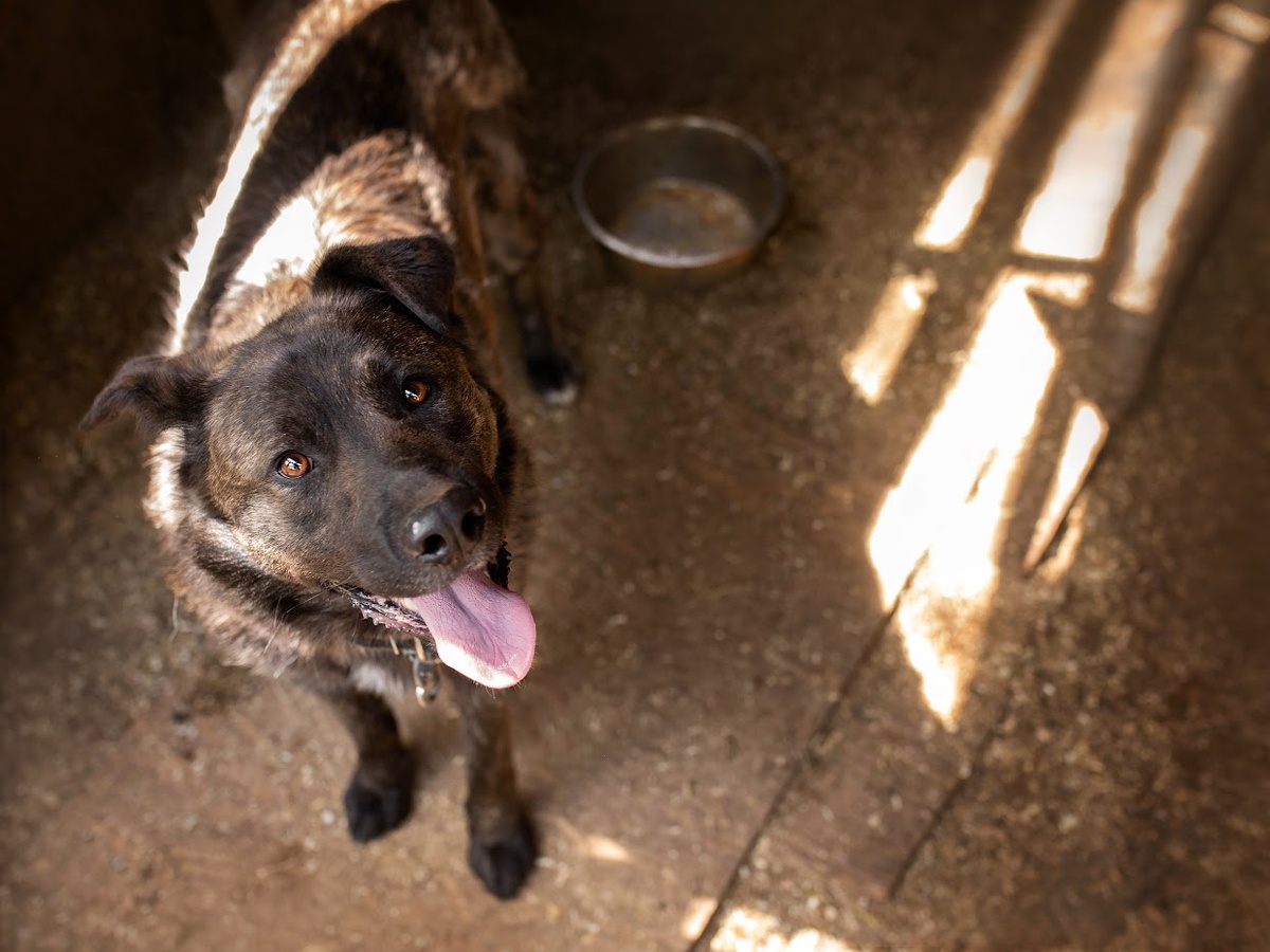 С годами Шарик привык к жизни в приюте, но верит, что однажды его заберут домой 