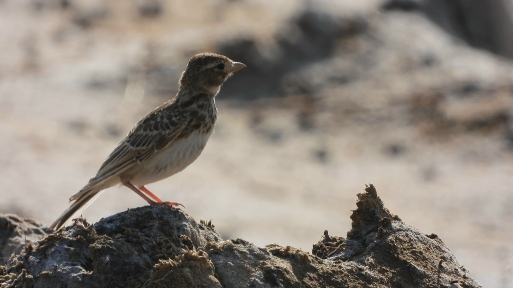 СТЕПНОЙ ЖАВОРОНОК