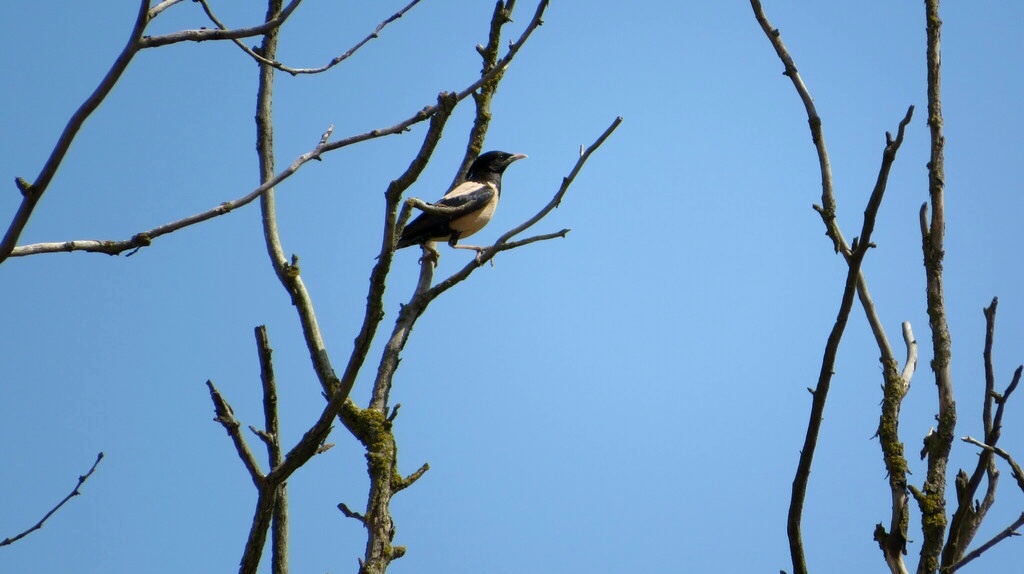 РОЗОВЫЙ СКВОРЕЦ