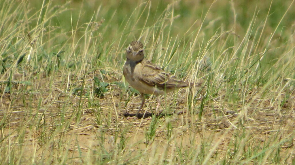 МАЛЫЙ ЖАВОРОНОК