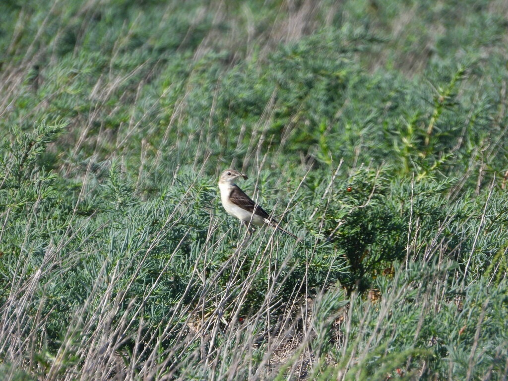 ЧЕРНОГОЛОВАЯ ТРЯСОГУЗКА