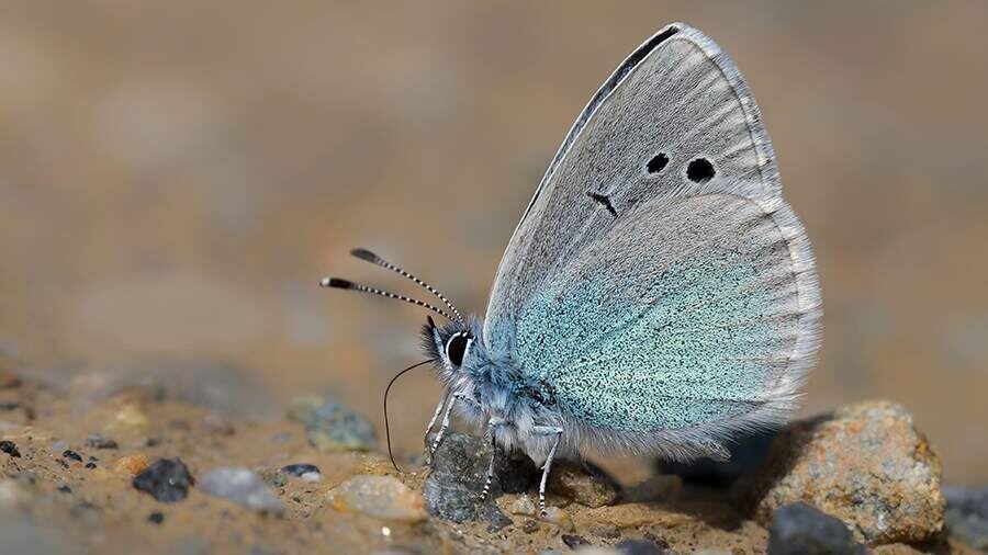    Фото: Getty Images/abdgumus