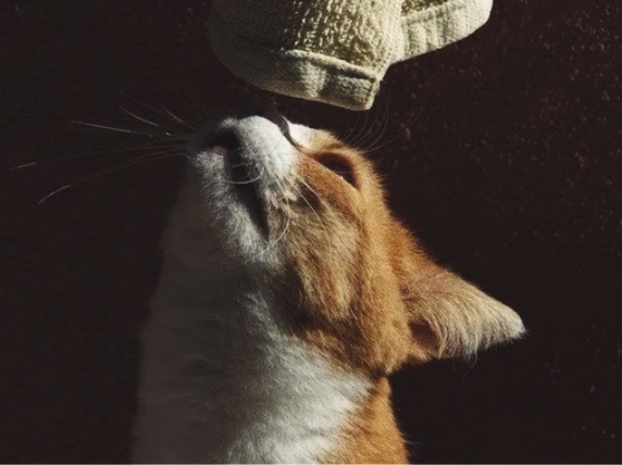 «А чем это так пахнет?» Какие запахи делают кошку счастливой