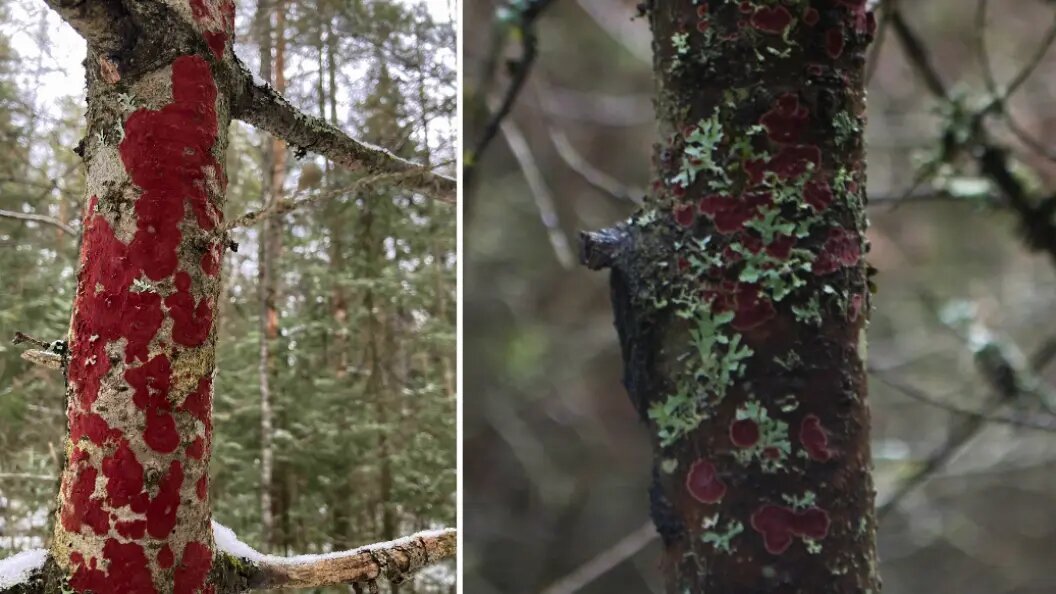    Фото: официальная группа ВКонтакте национального парка "Таганай".