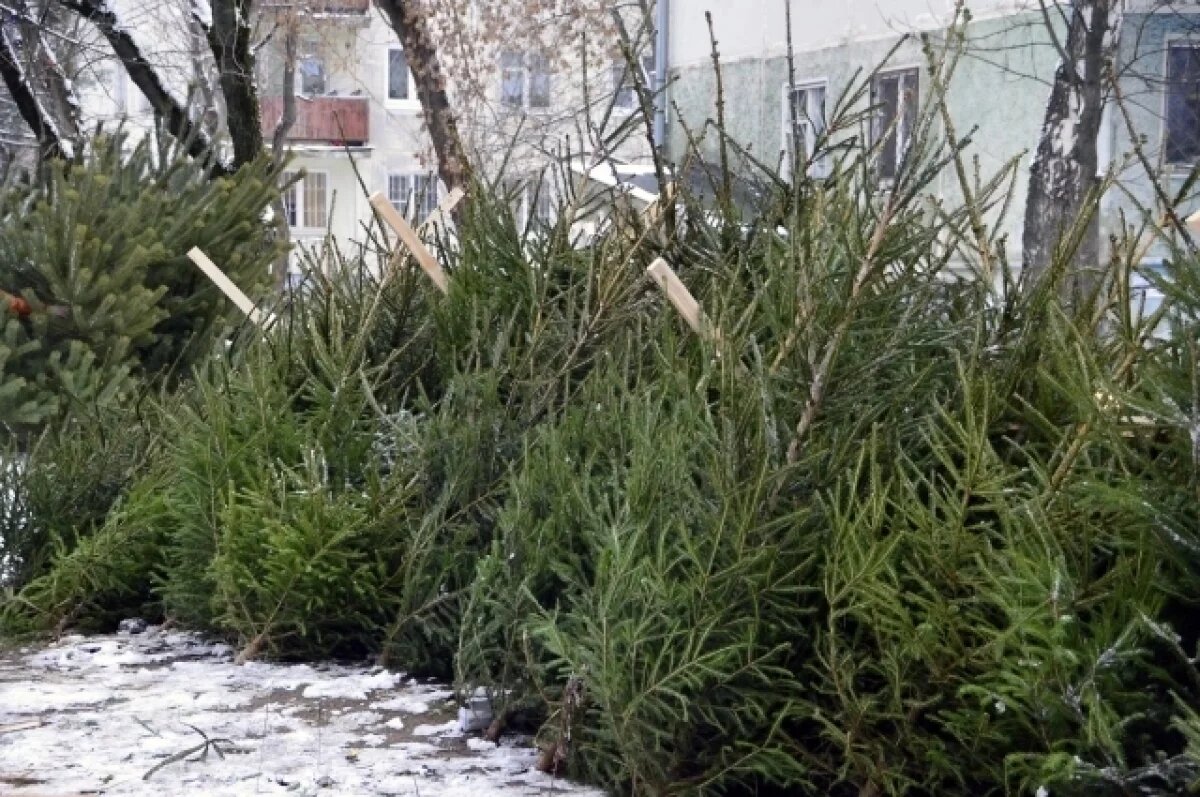    В Твери открылись ёлочные базары