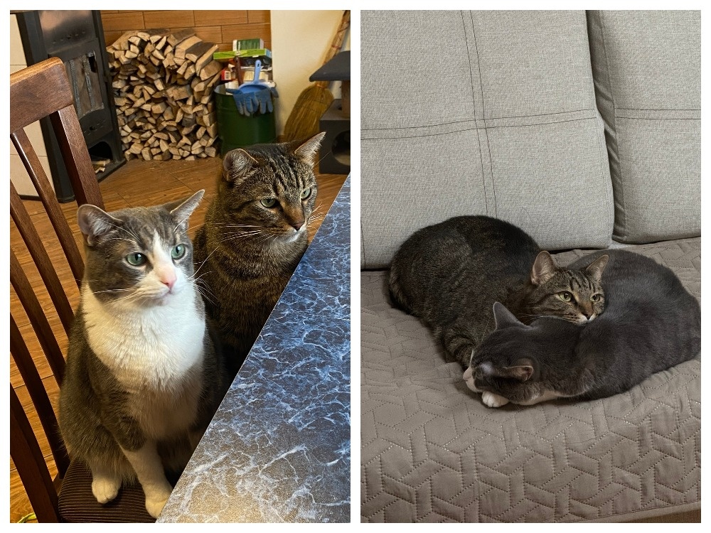    Семья из Петрозаводска, потерявшая в пожаре дом, ищет пропавших котов© Женя Петрова